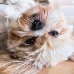 cbd oil for dogs