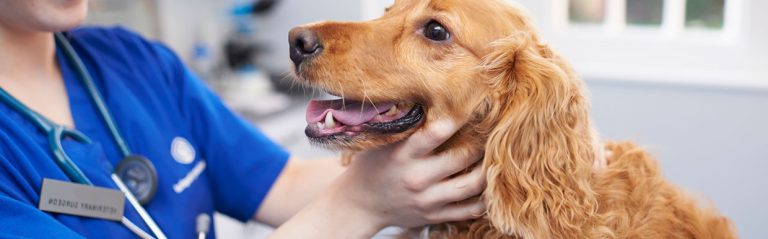 How to pick the right grooming person for your dog?