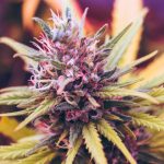 Navigating Legal Considerations: Understanding CBD Hemp Flower Regulations