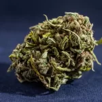 Understanding Delta 8 Flower Strains: Varieties and Wellness Effects